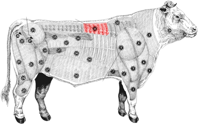 Rubia Gallega meatmap