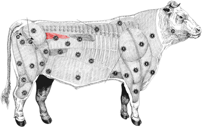 Holstein Beef Tenderloin meatmap